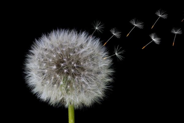 Dandelion blowing in the wind.