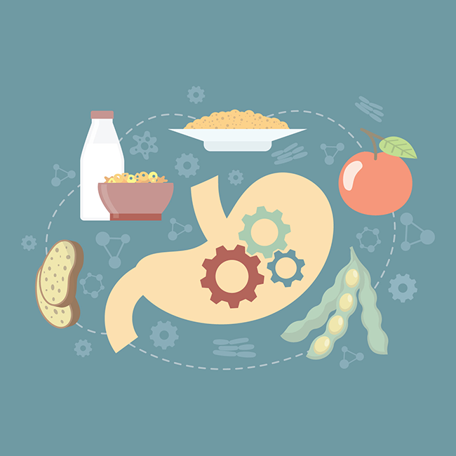 Illustration of a stomach surrounded by healthy foods