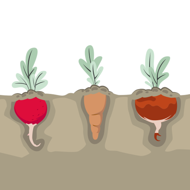 Illustration of vegetables planted in the ground